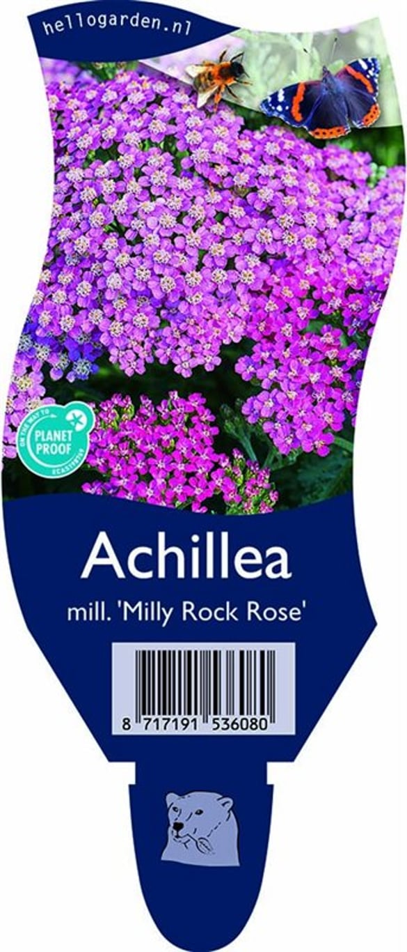Achillea m. 'Milly Rock Rose' - P11